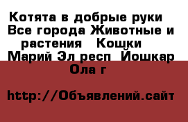 Котята в добрые руки - Все города Животные и растения » Кошки   . Марий Эл респ.,Йошкар-Ола г.